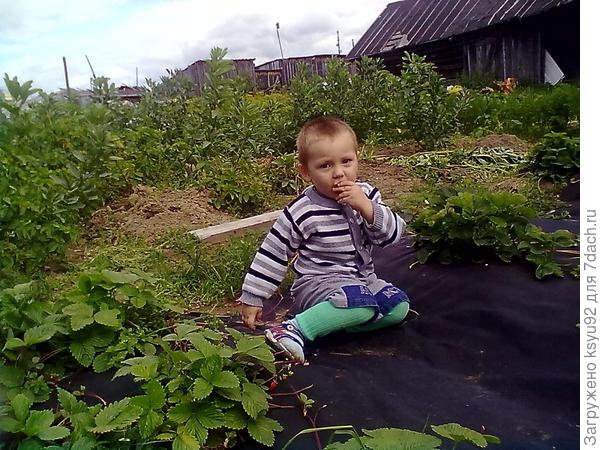 собирает ягодку
