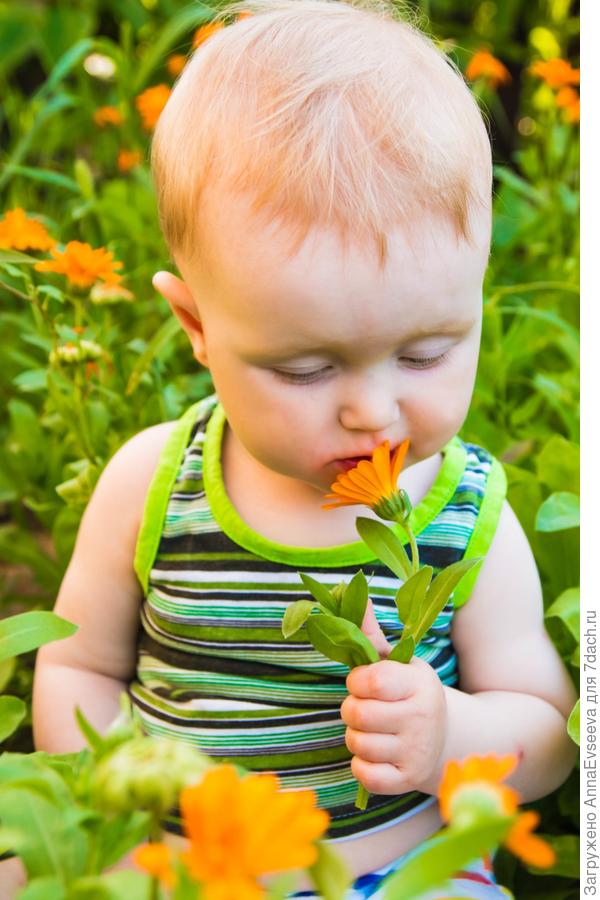 Какой же чудный аромат!
Цветам Арсений очень рад!