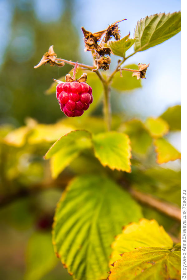 Вкусная малинка!