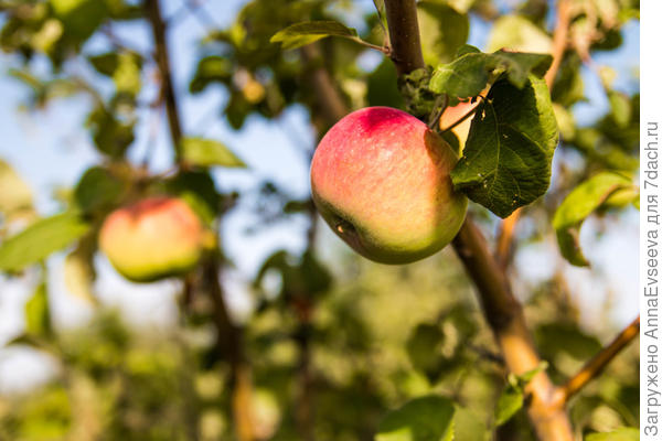 Созревают наши вкусные яблочки!