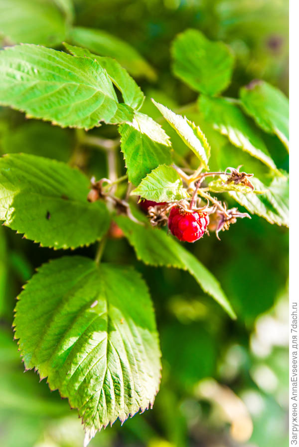 Наша малинка