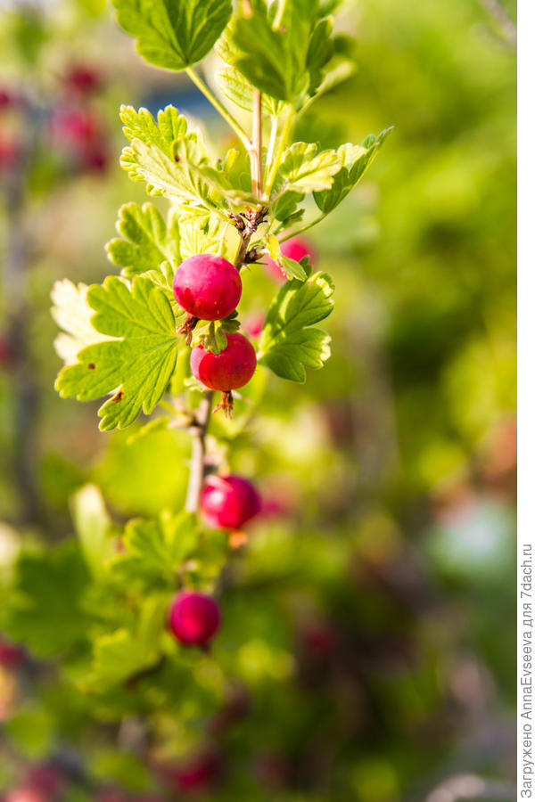 Сладкий крыжовник!
