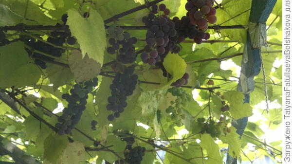 наш виноград