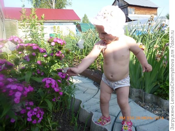 Ловля бабочек