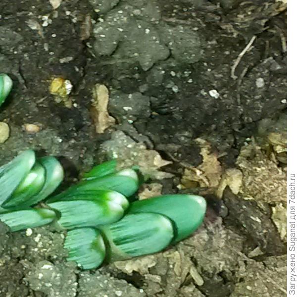 подснежники торопятся  выйти на свет, а только для них конец декабря