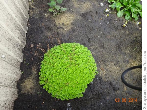 Может это камнеломка?