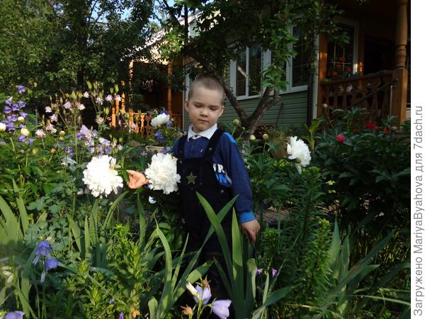 пионы
