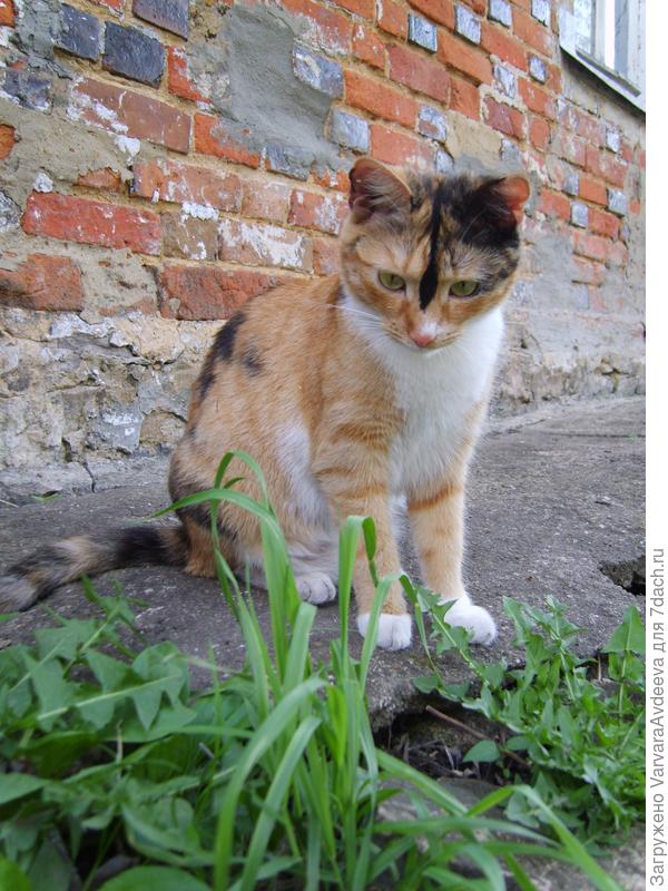 кошка Ниссан Кошкай летом
