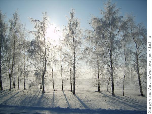 березы зимой
