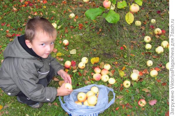 яблочный урожай