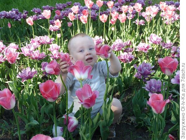 Тюльпаны, тюльпаны....