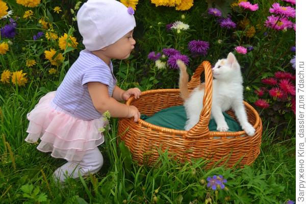 котенок с котенком)