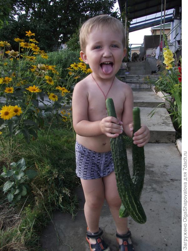 Тёма снял урожай огурцов! Сколько радости!!!
