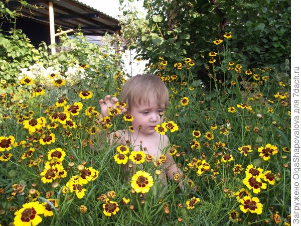 Дети - цветы жизни. Тёма в цветах "Кореопсис красильный"