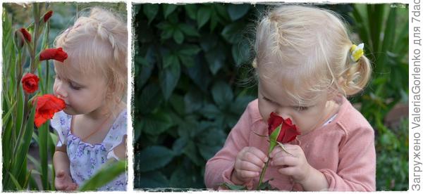 Ни хлопоты о перенюхивании всех цветов