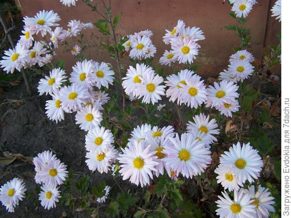 Последние цветы