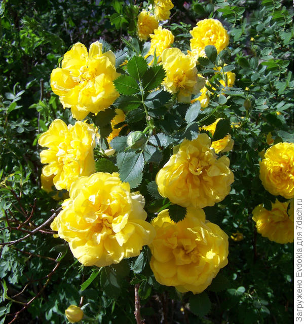 Поздравляю вас с победой!