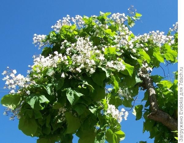 Букет-катальпа