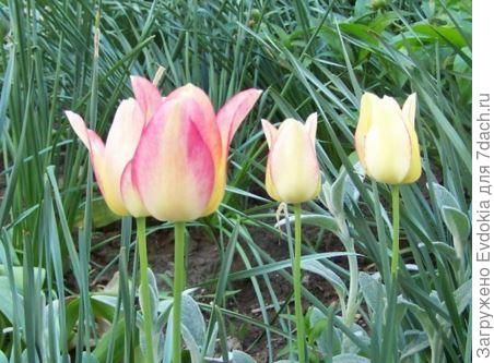 Мои любимые цветы