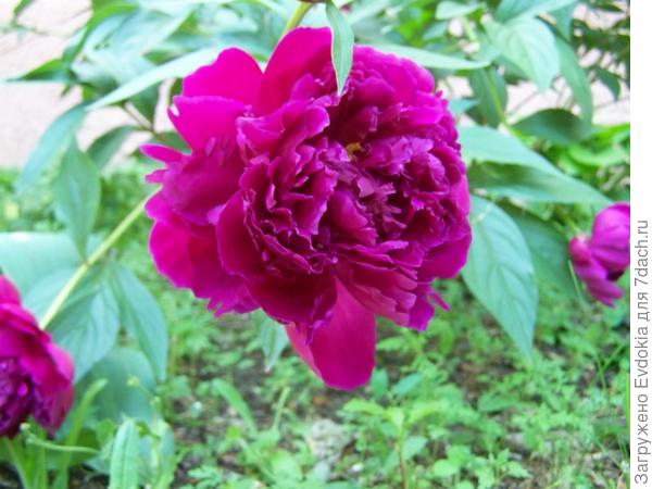 Мой единственный куст красных пионов