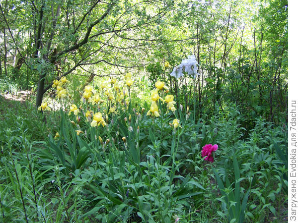 Желтые ирисы в палисандичке