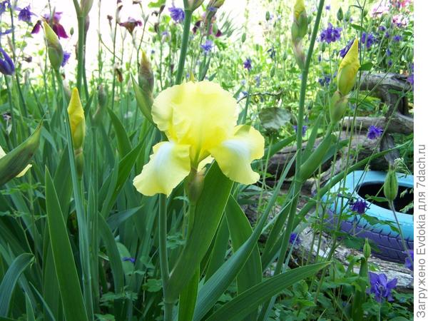 Желтый ирис