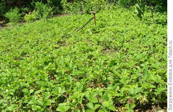 Клубника сплошным ковром. Но на следующий год уже снова будет на узких грядках
