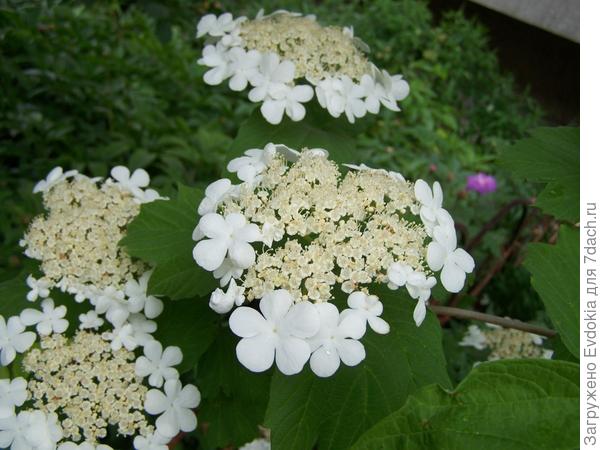 Это такое чудо природы!