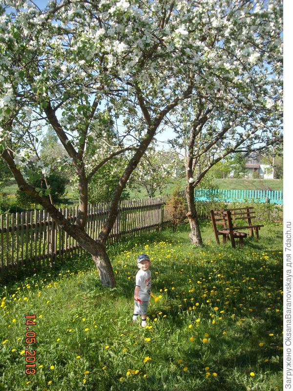 когда деревья были большими...