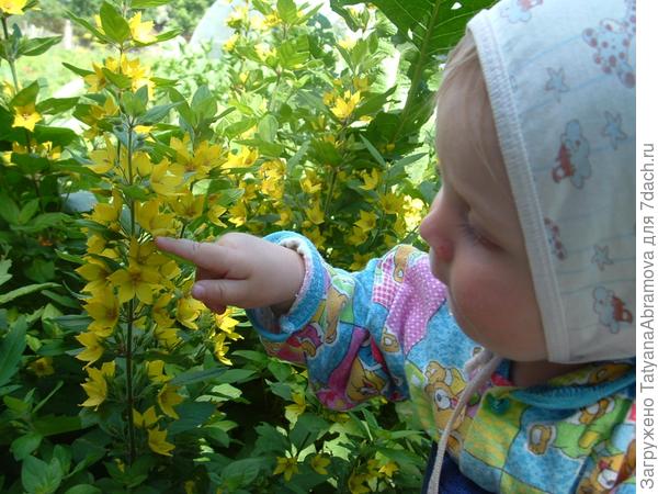 Дочь Леночка исследует цветы.