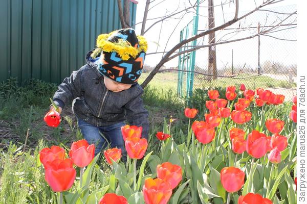 тюльпан