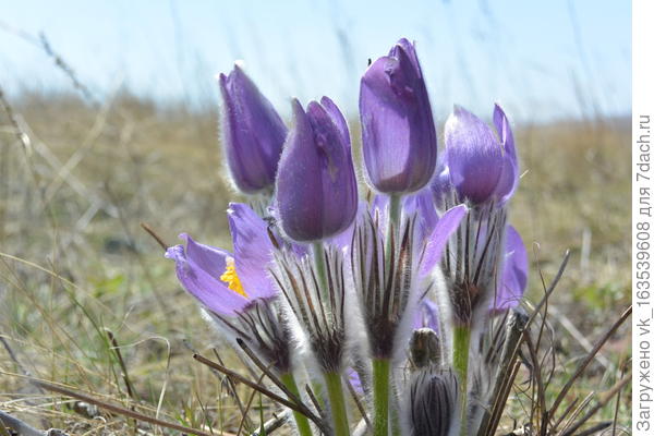 Башкирские степи, сон-трава.