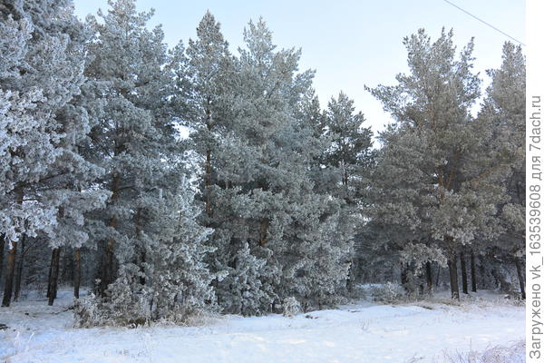 лес