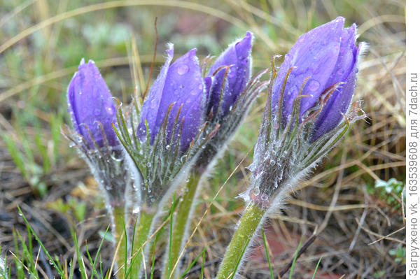 Подснежники