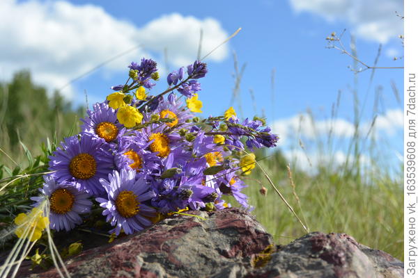 Полевые цветы