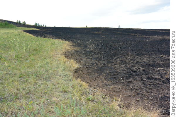 Трава