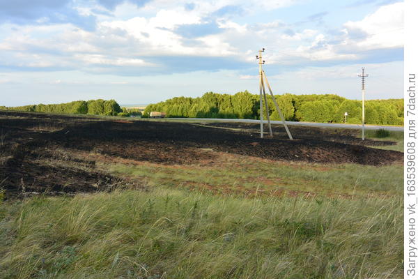 Трава