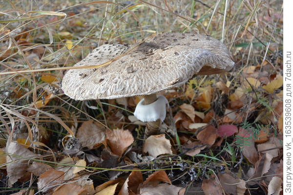 Зонтик пестрый