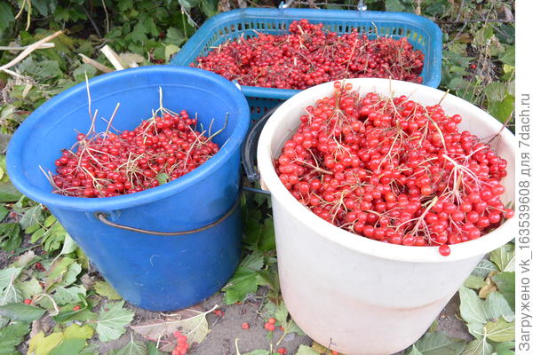Калина