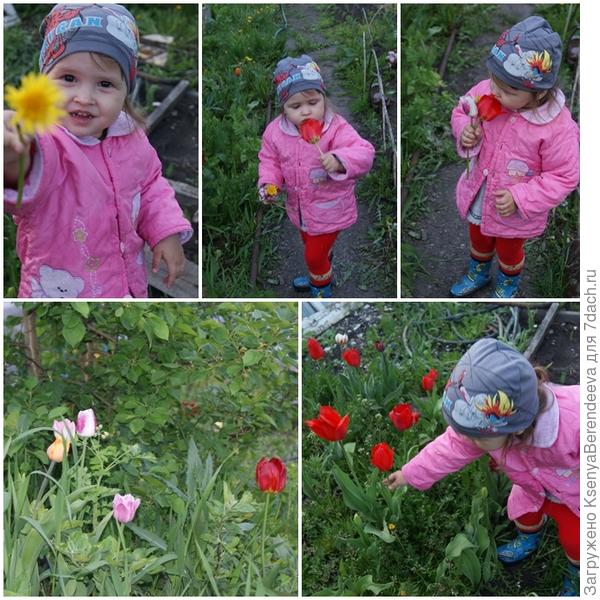 Мои цветочки на даче.