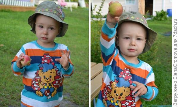 Свои родные яблочки!