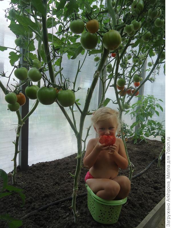 Поля кушает урожай не выходя из парника.