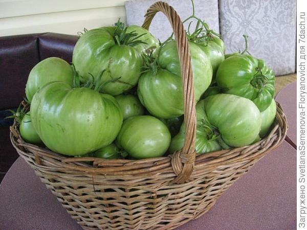 НАши помидорчики!!!