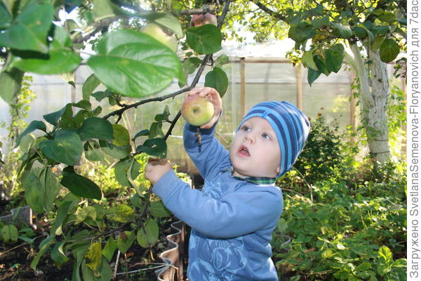 Вот так Дениска собирает яблочки