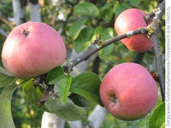 Яблоня