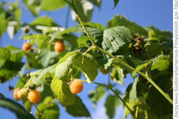 Малина желтая