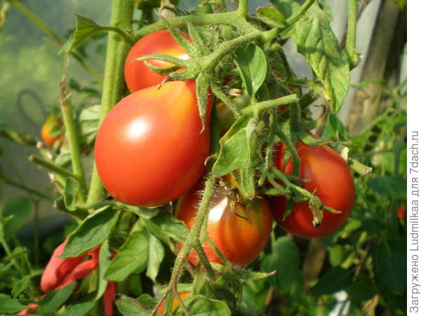 Грушевидные