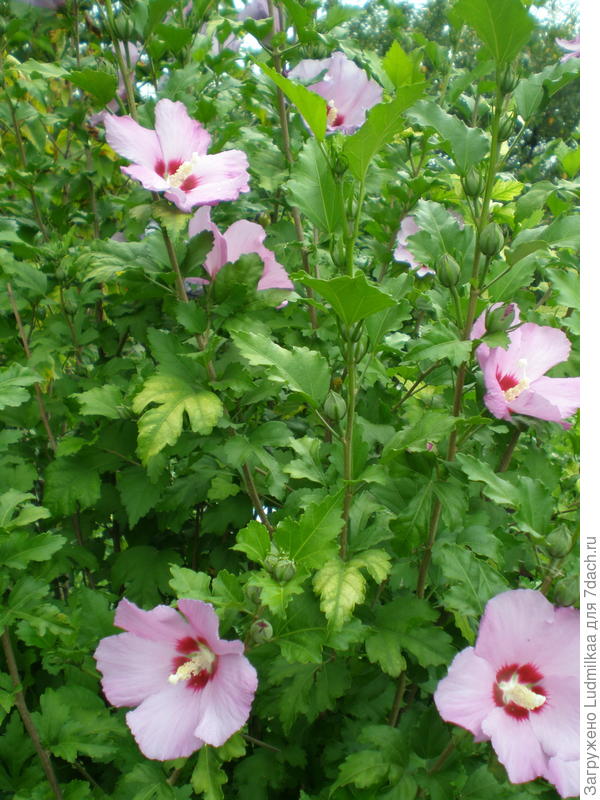 Он-самый удивительный цеток