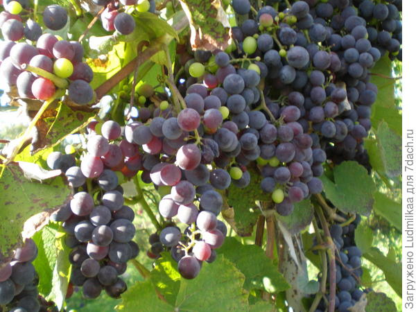 Мой виноград