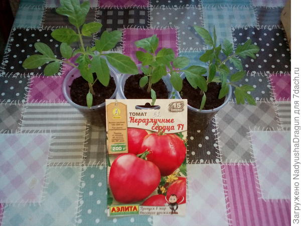 Мои замечательные томатики от Аэлиты сорта Неразлучные серца